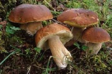Corso formativo per il rilascio dell&#39;idoneit&#224; alla vendita per gli esercenti il commercio di funghi epigei freschi
